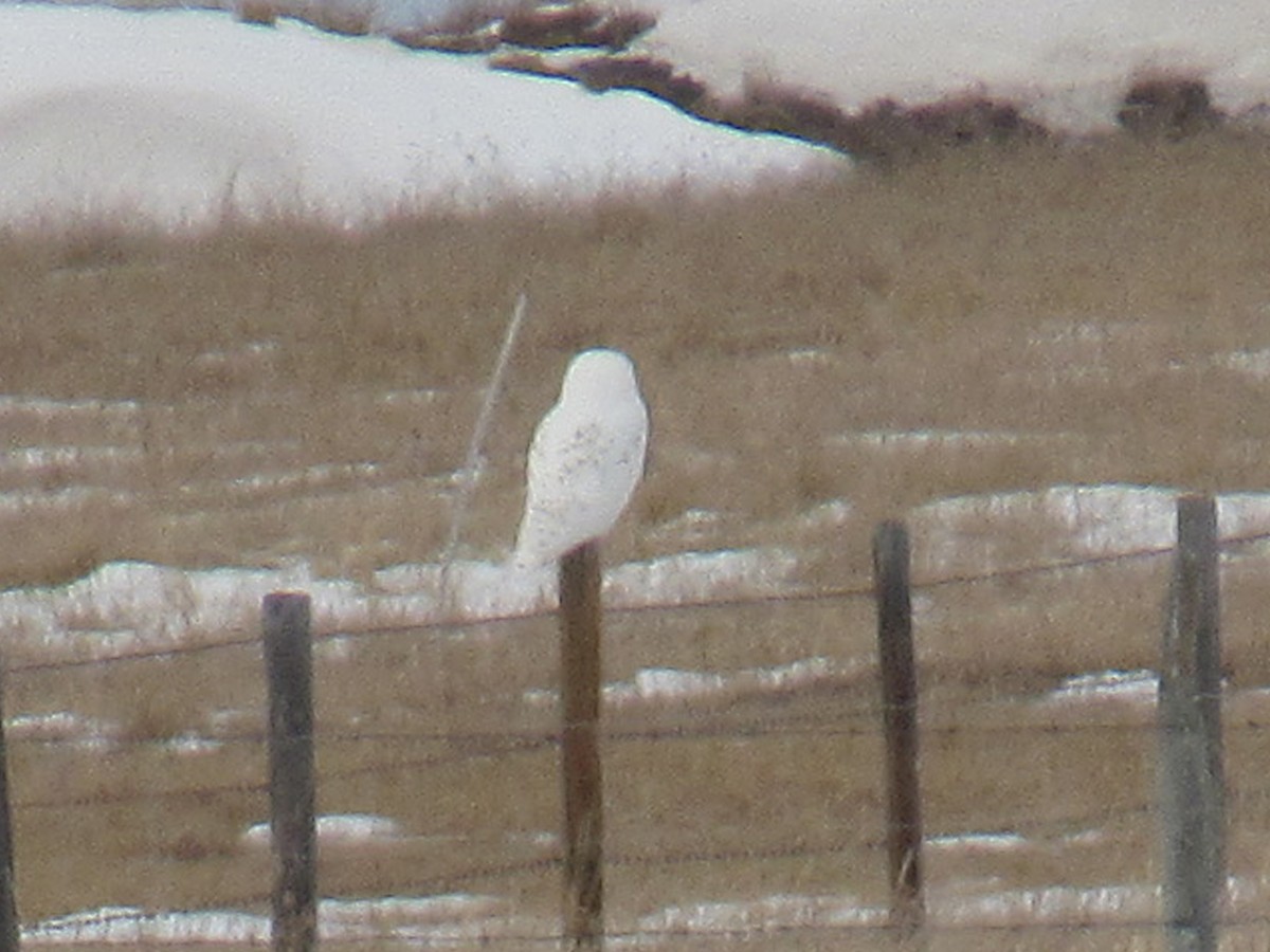 Snowy Owl - ML638682608