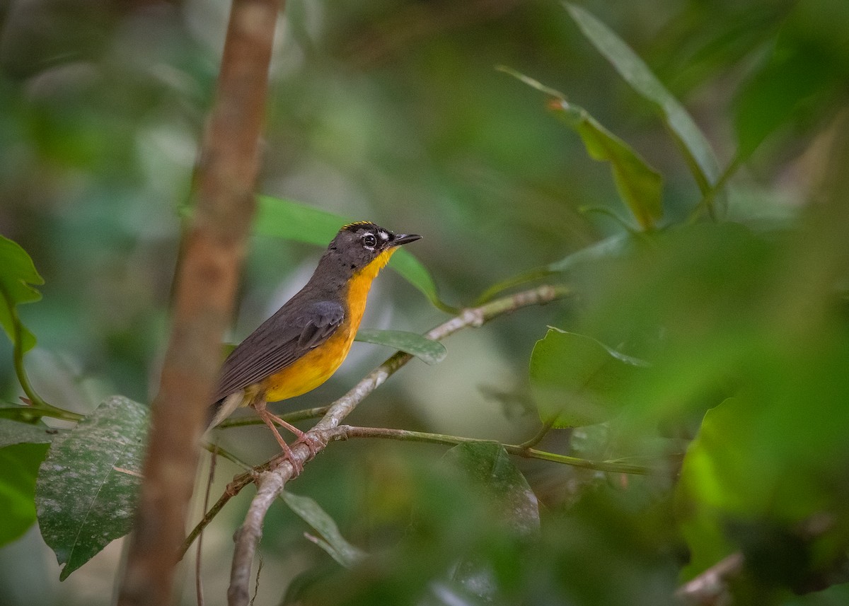 Fan-tailed Warbler - ML638682650
