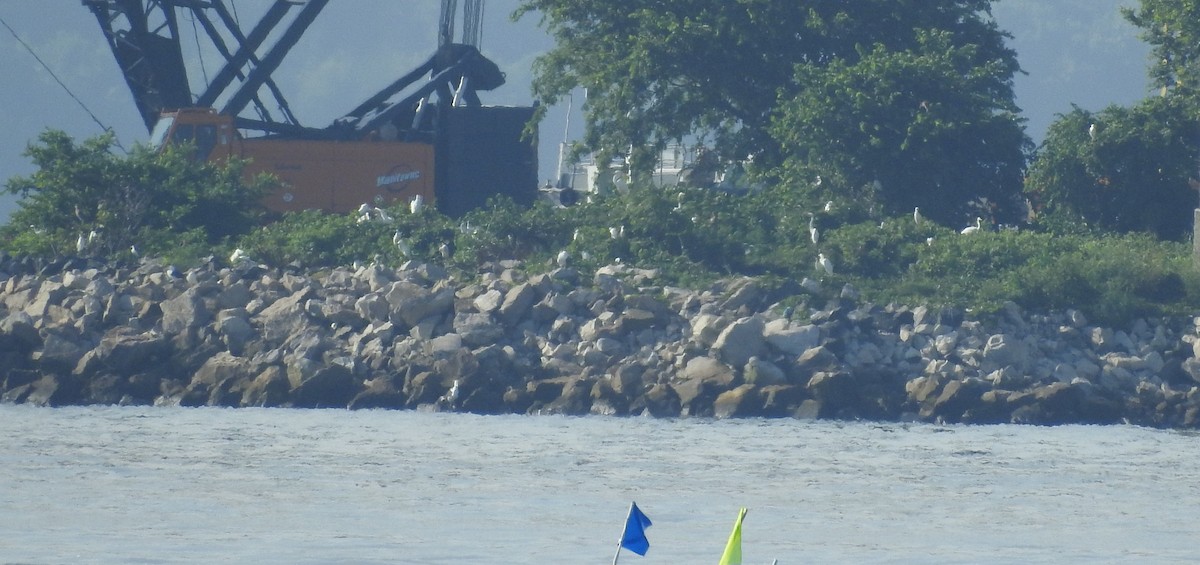 white egret sp. - ML638682654