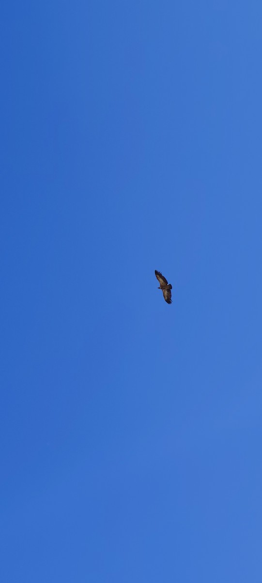 Eurasian Griffon - ML638682671