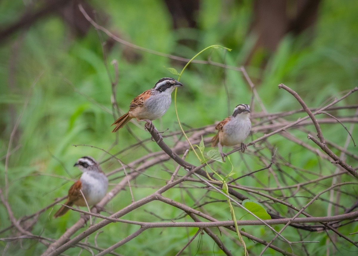 Stripe-headed Sparrow - ML638682686