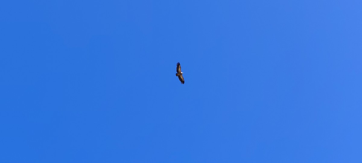 Eurasian Griffon - ML638682692