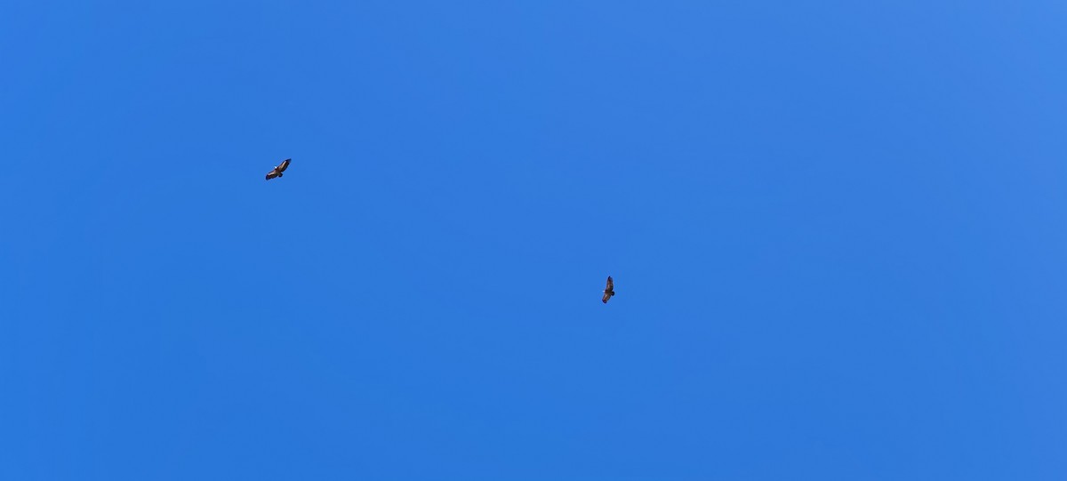 Eurasian Griffon - ML638682693