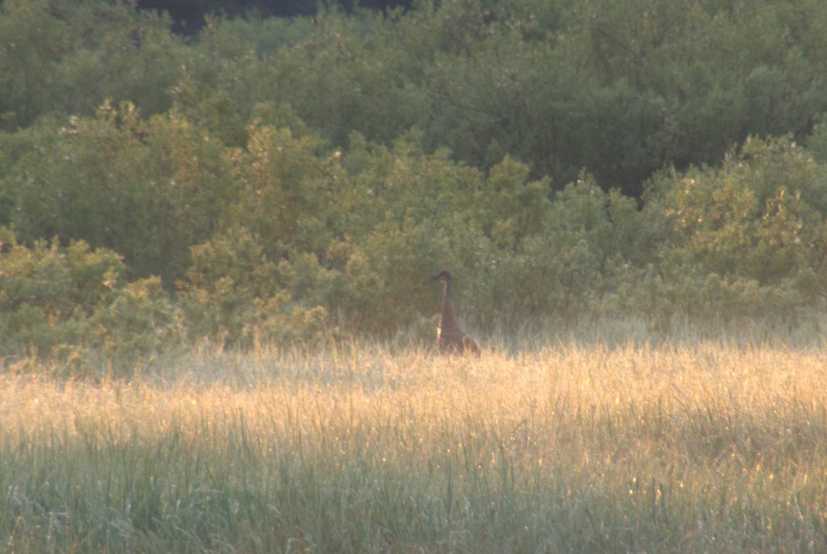 Sandhill Crane - ML638682700