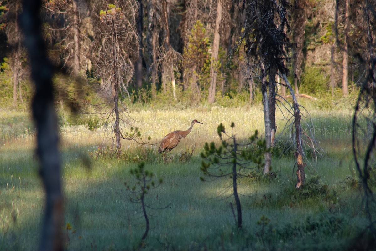Sandhill Crane - ML638682701
