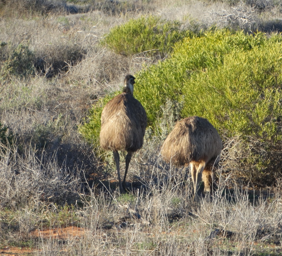 Emu - ML638682706