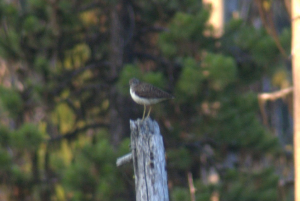 Solitary Sandpiper - ML638682707