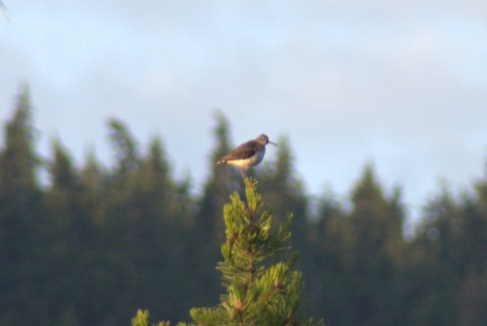 Solitary Sandpiper - ML638682708