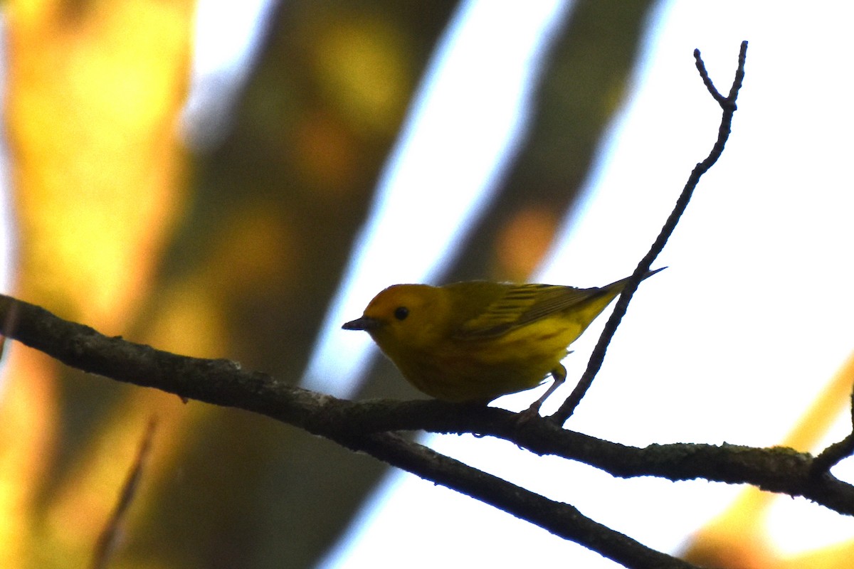 Yellow Warbler - ML638682769