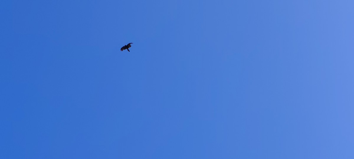 Yellow-billed Chough - ML638682770