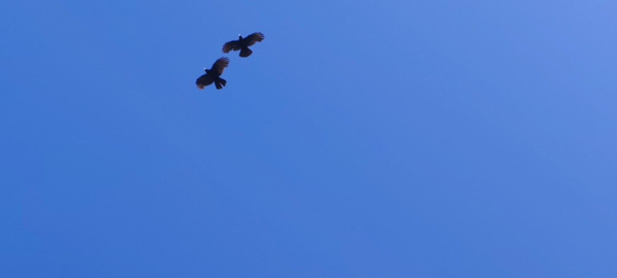 Yellow-billed Chough - ML638682771