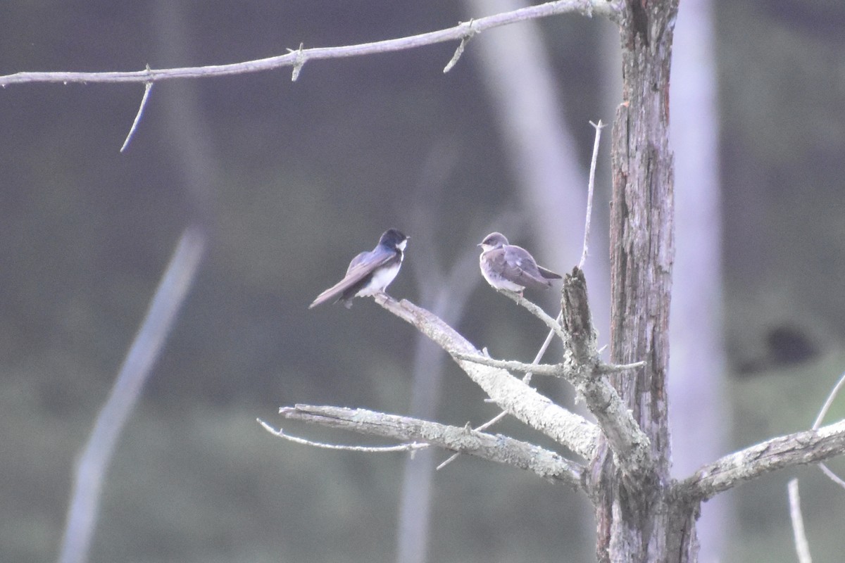 Tree Swallow - ML638682774