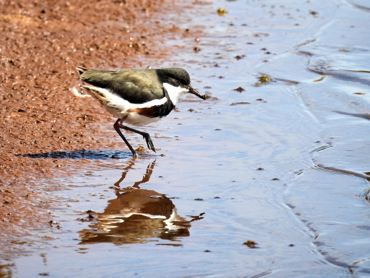 Red-kneed Dotterel - ML638682812