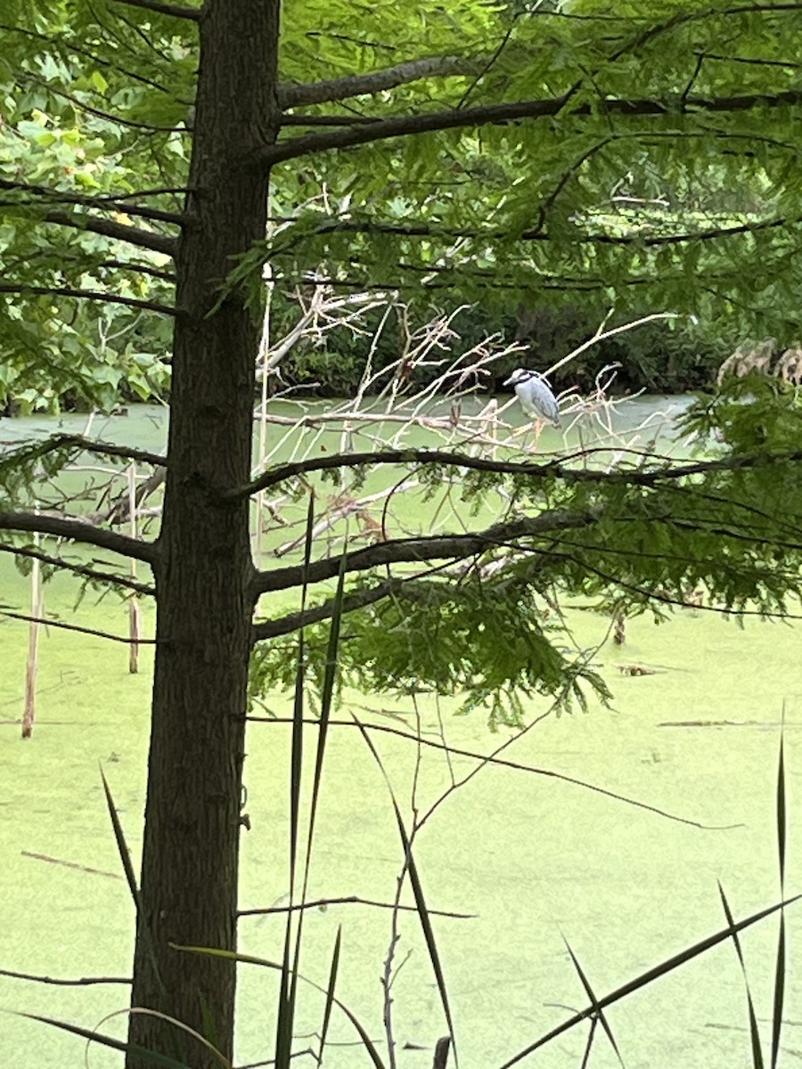 Yellow-crowned Night Heron - ML638682813