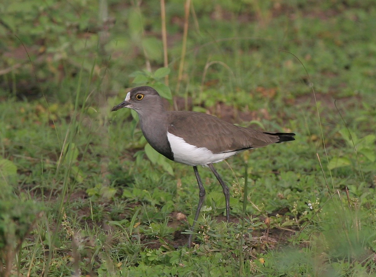 Senegal Lapwing - ML638682919