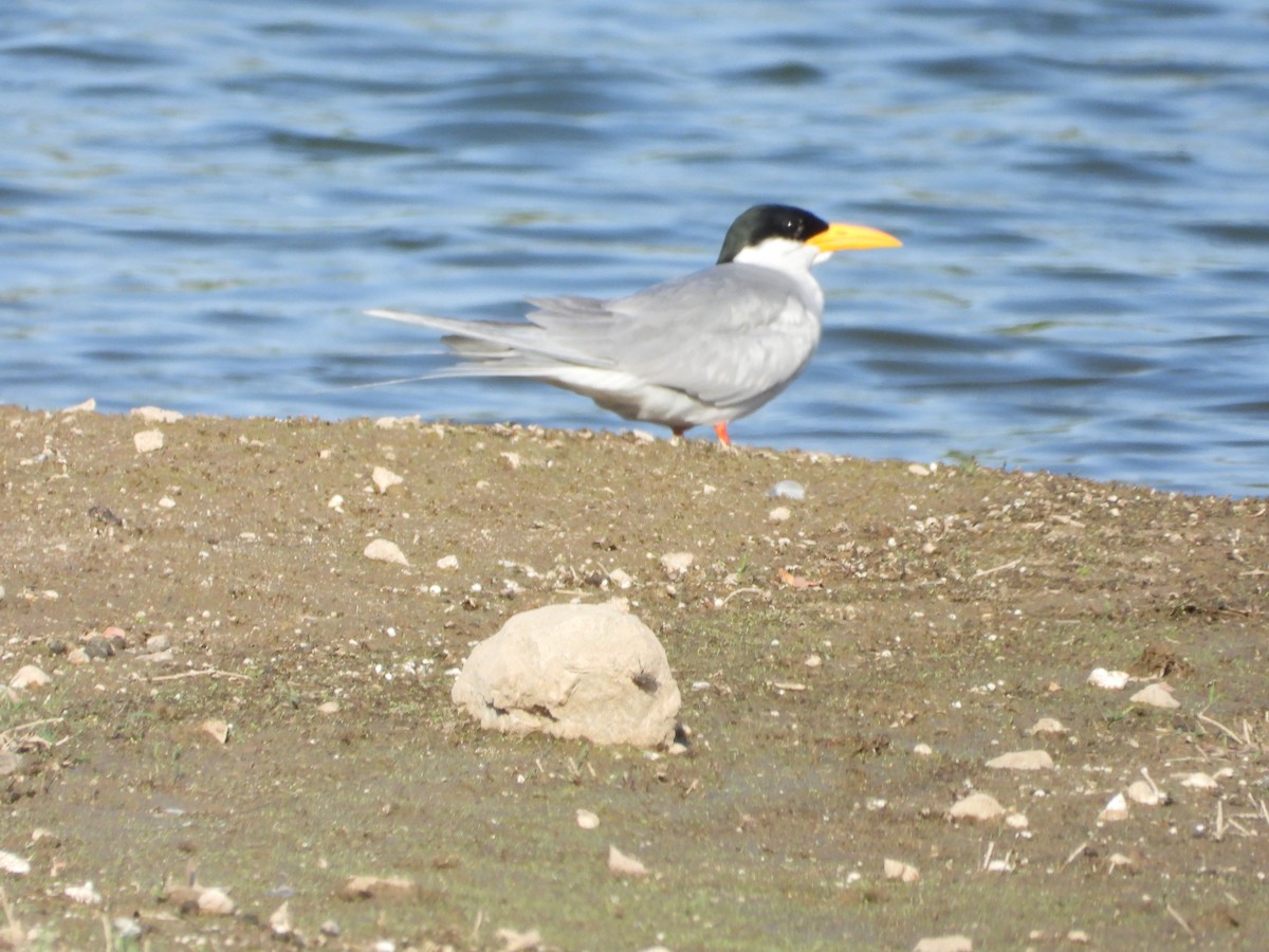 River Tern - ML638682934
