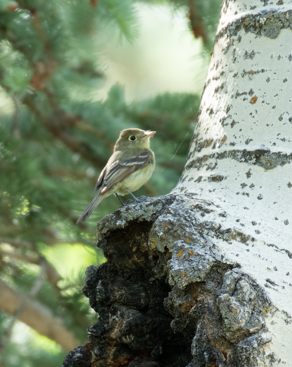 Western Flycatcher - ML638682939