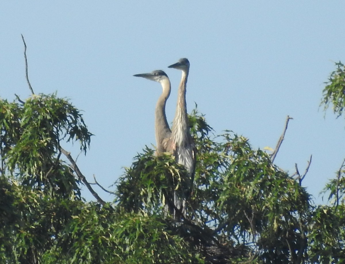 Great Blue Heron - ML638682949
