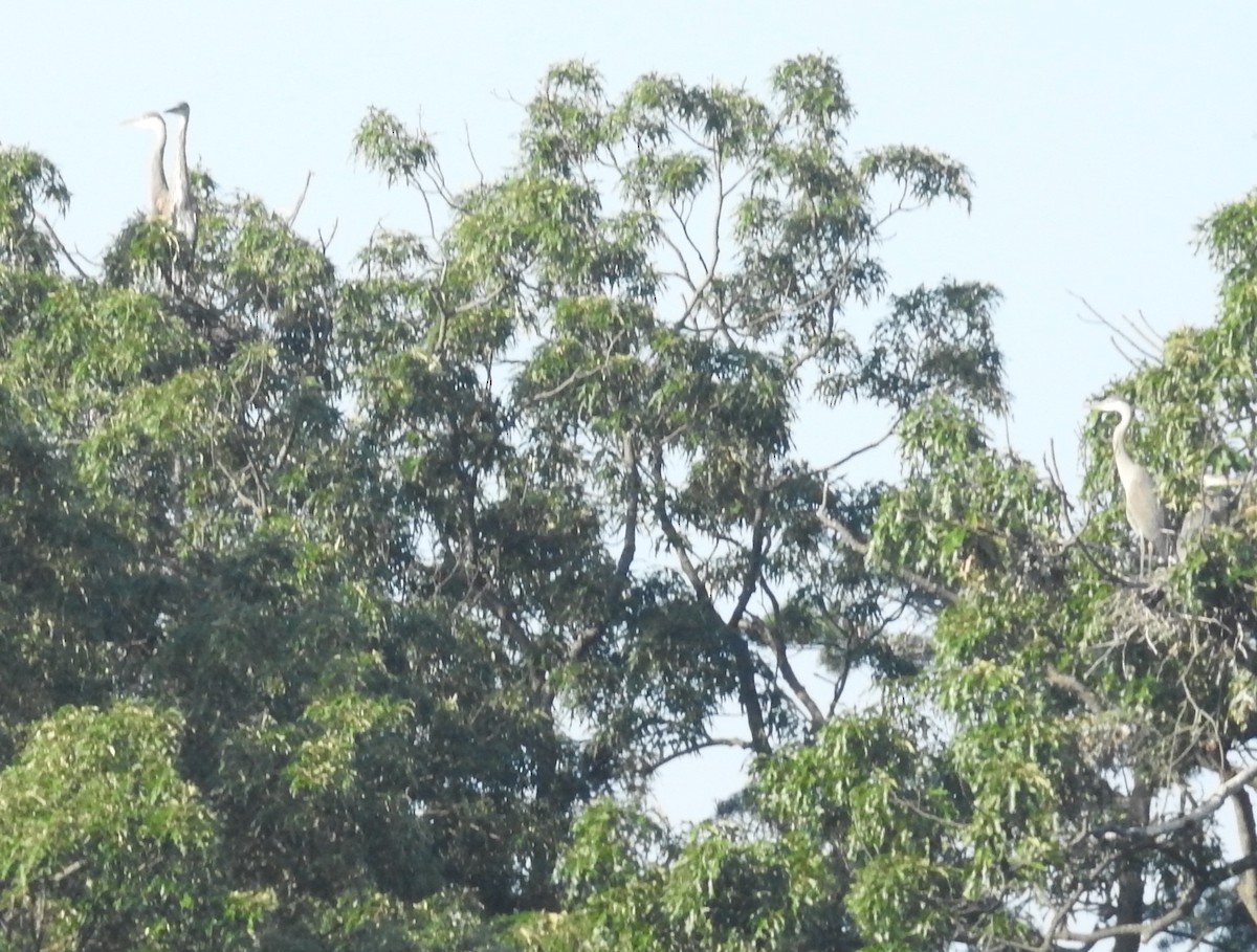 Great Blue Heron - ML638682950