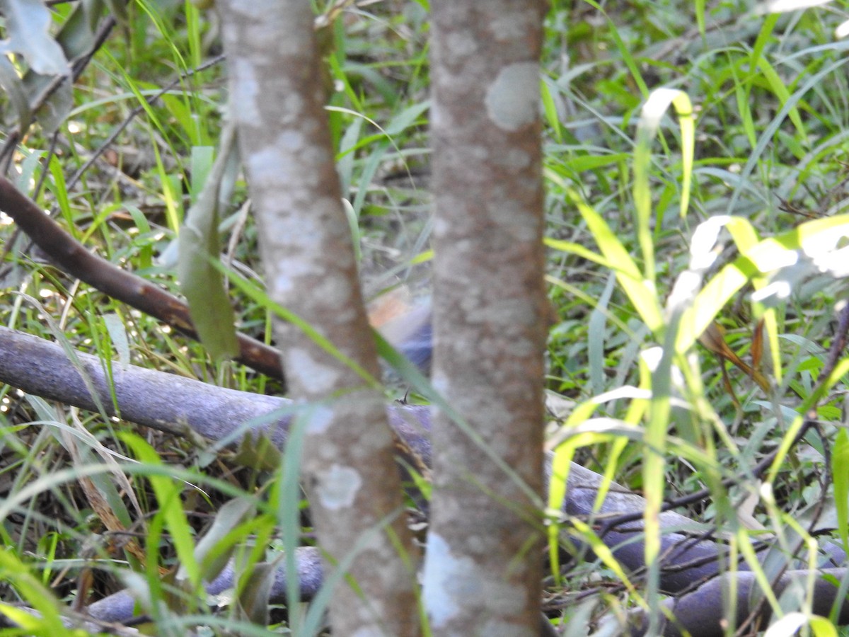 Australian Rufous Fantail - ML638683036