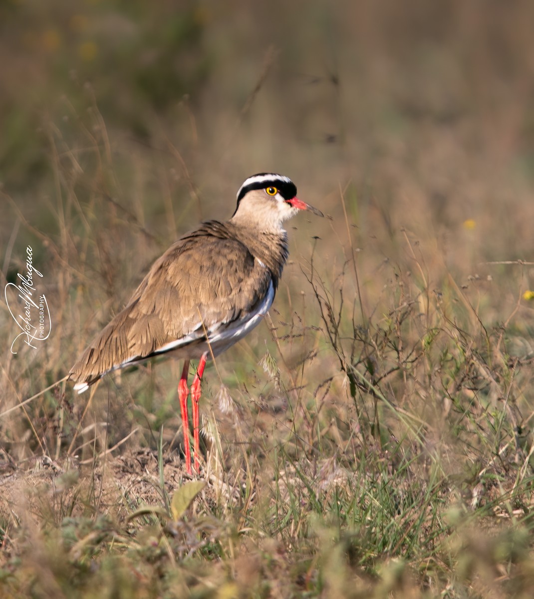 Crowned Lapwing - ML638683037