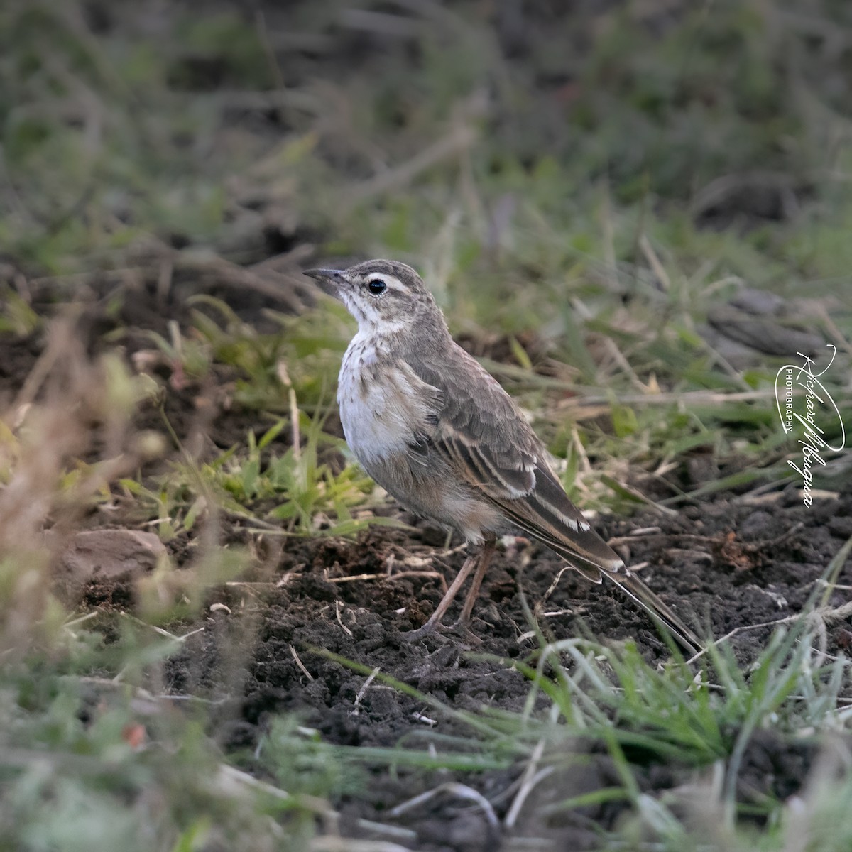 Plain-backed Pipit - ML638683065