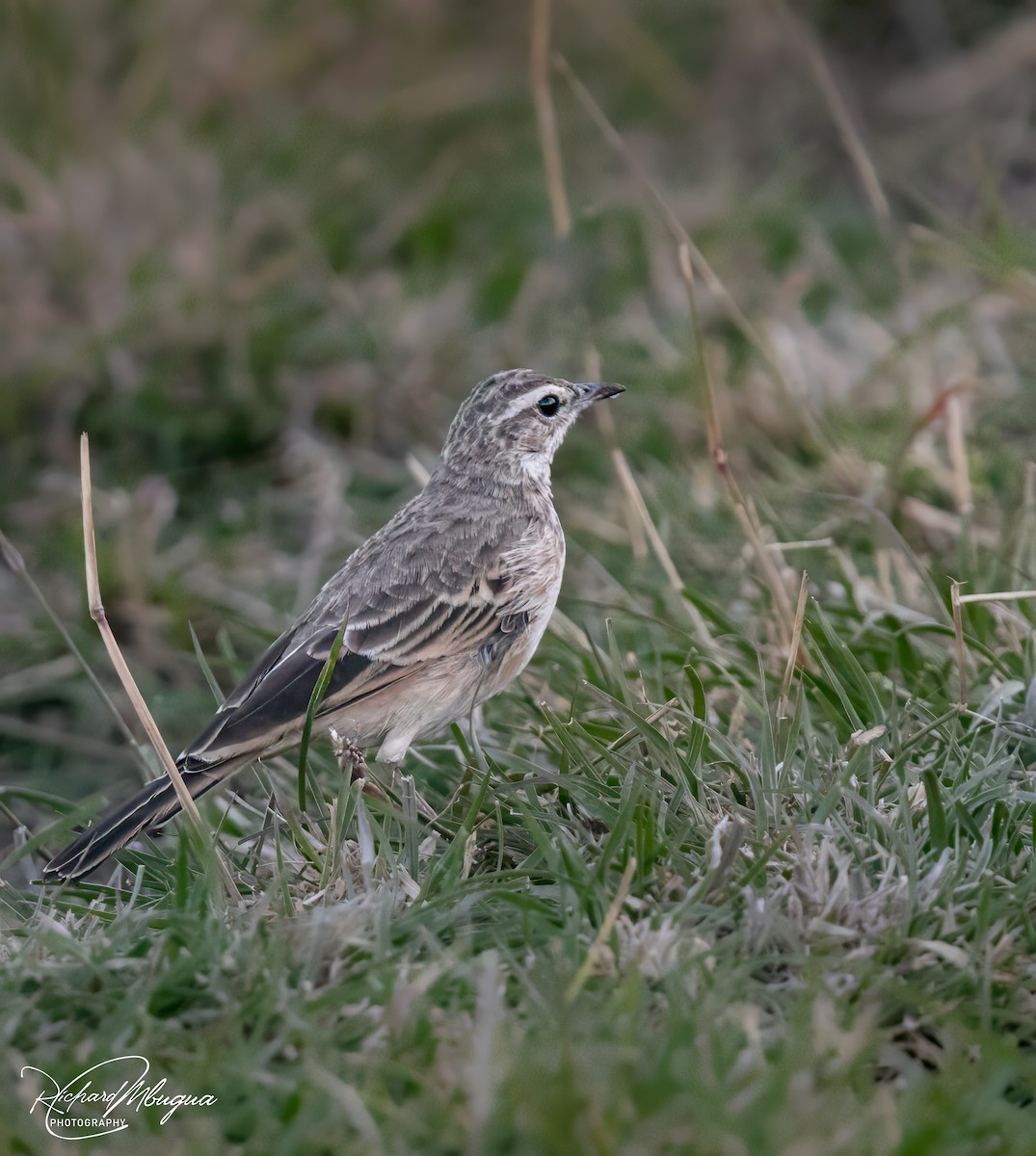 Plain-backed Pipit - ML638683066