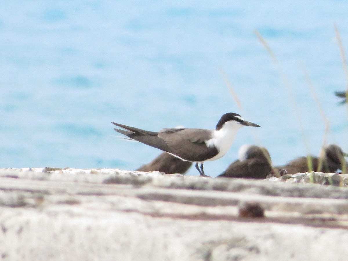 Bridled Tern - ML638683150
