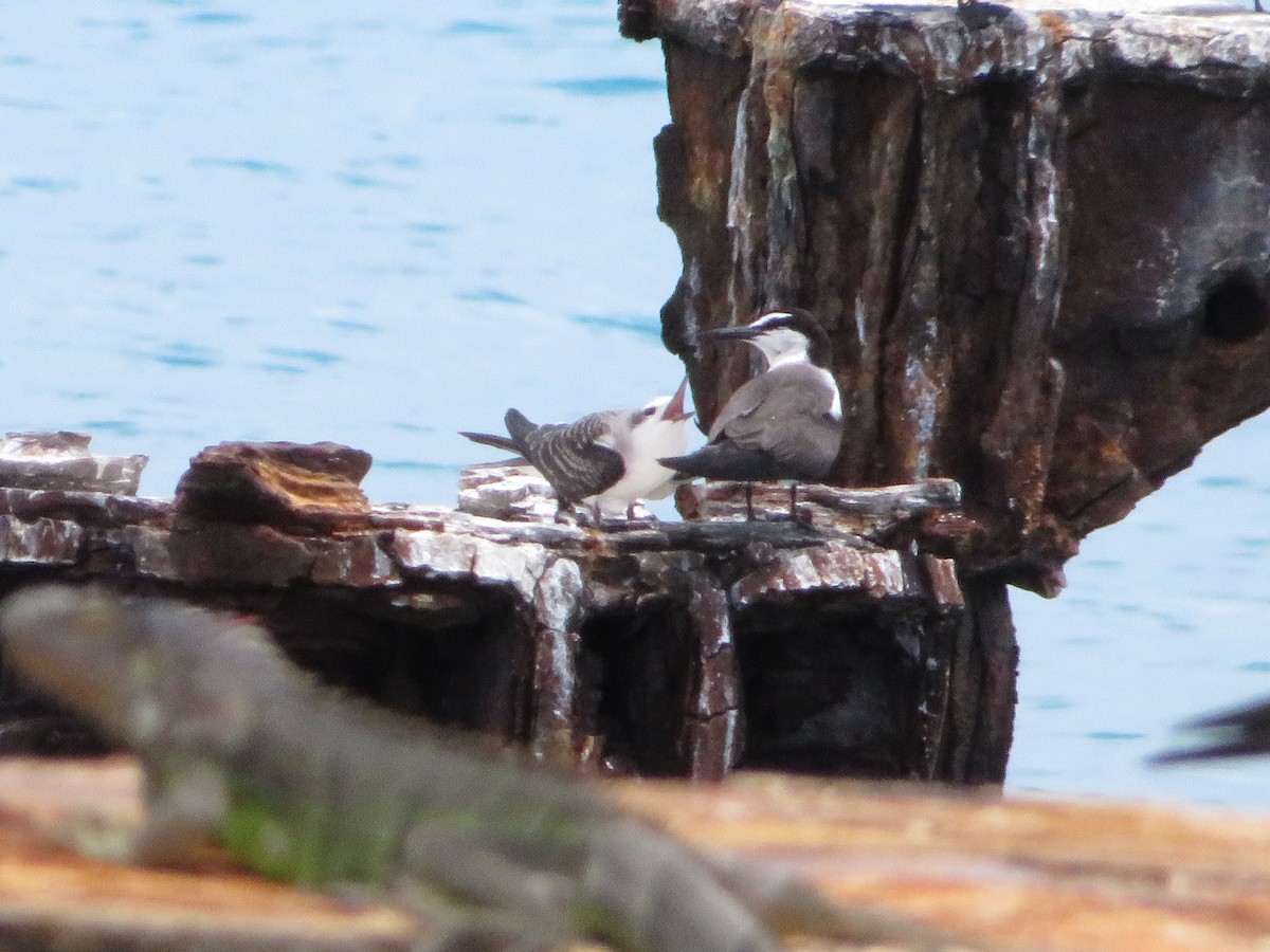 Bridled Tern - ML638683164
