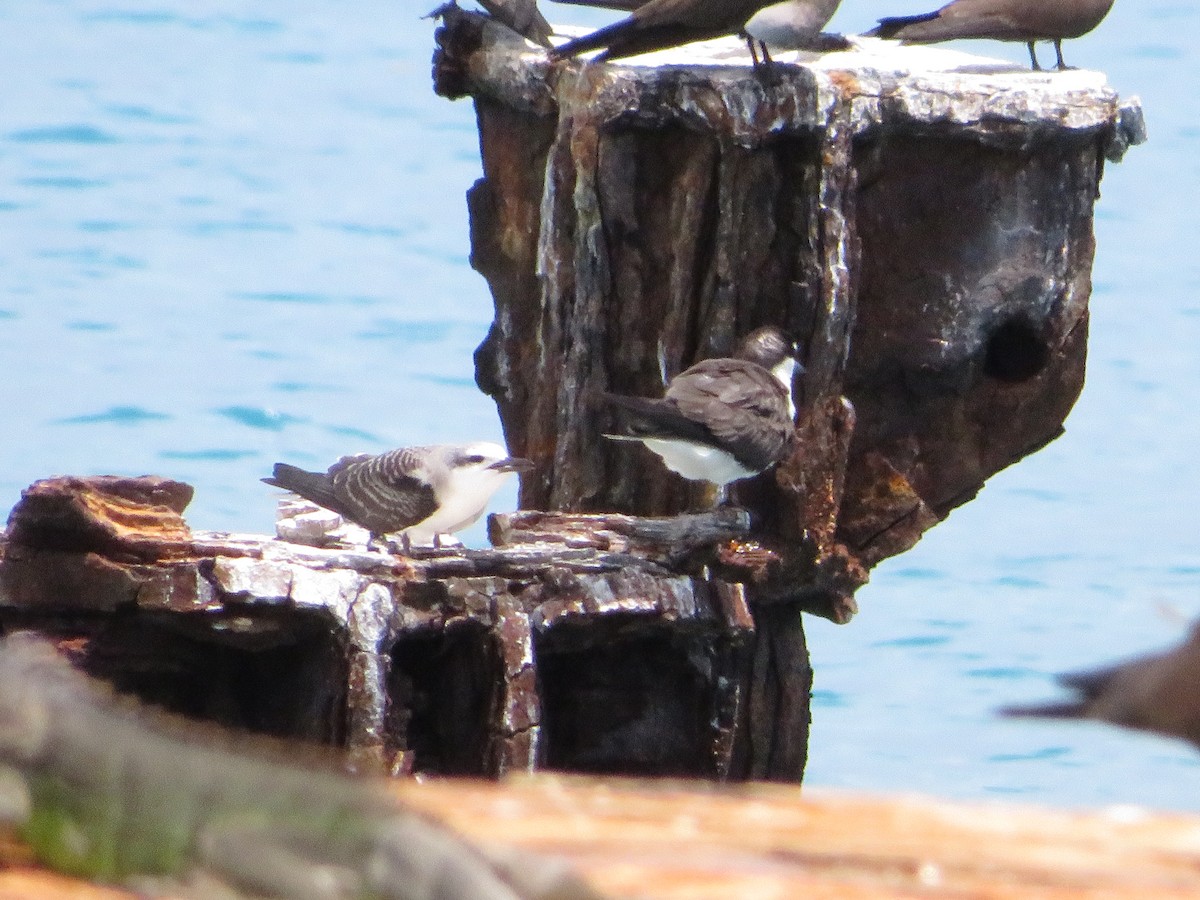 Bridled Tern - ML638683172