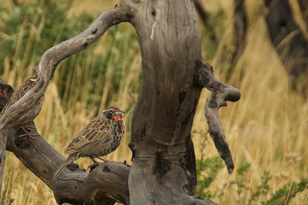 Long-tailed Meadowlark - ML638683174