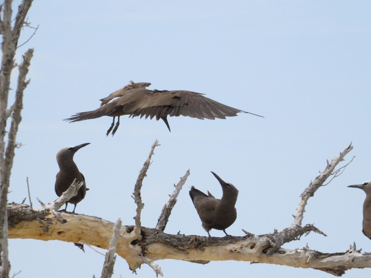 Brown Noddy - ML638683207