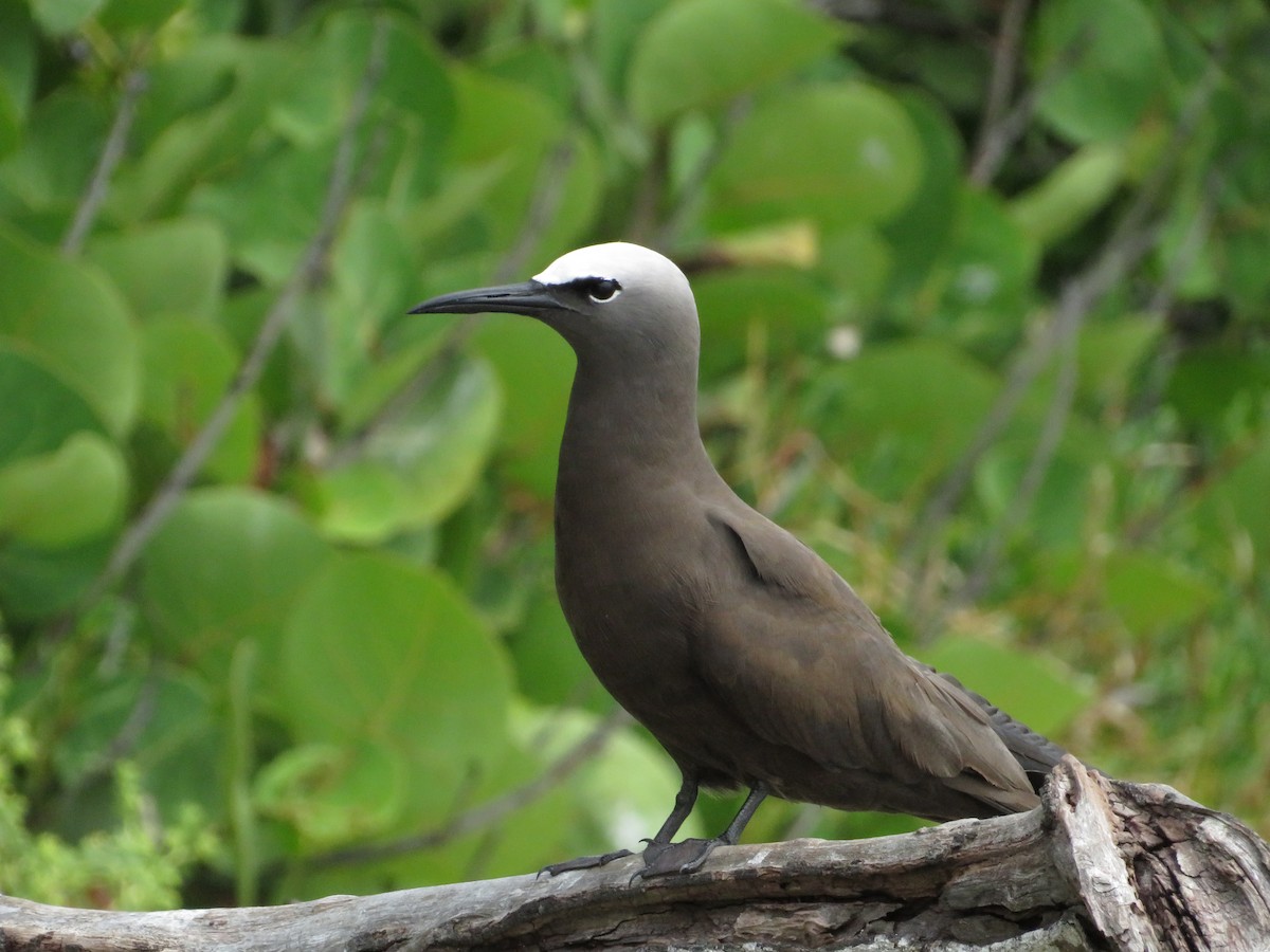Brown Noddy - ML638683213