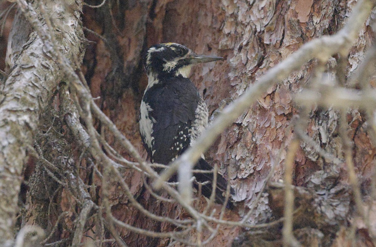 American Three-toed Woodpecker - ML638683230