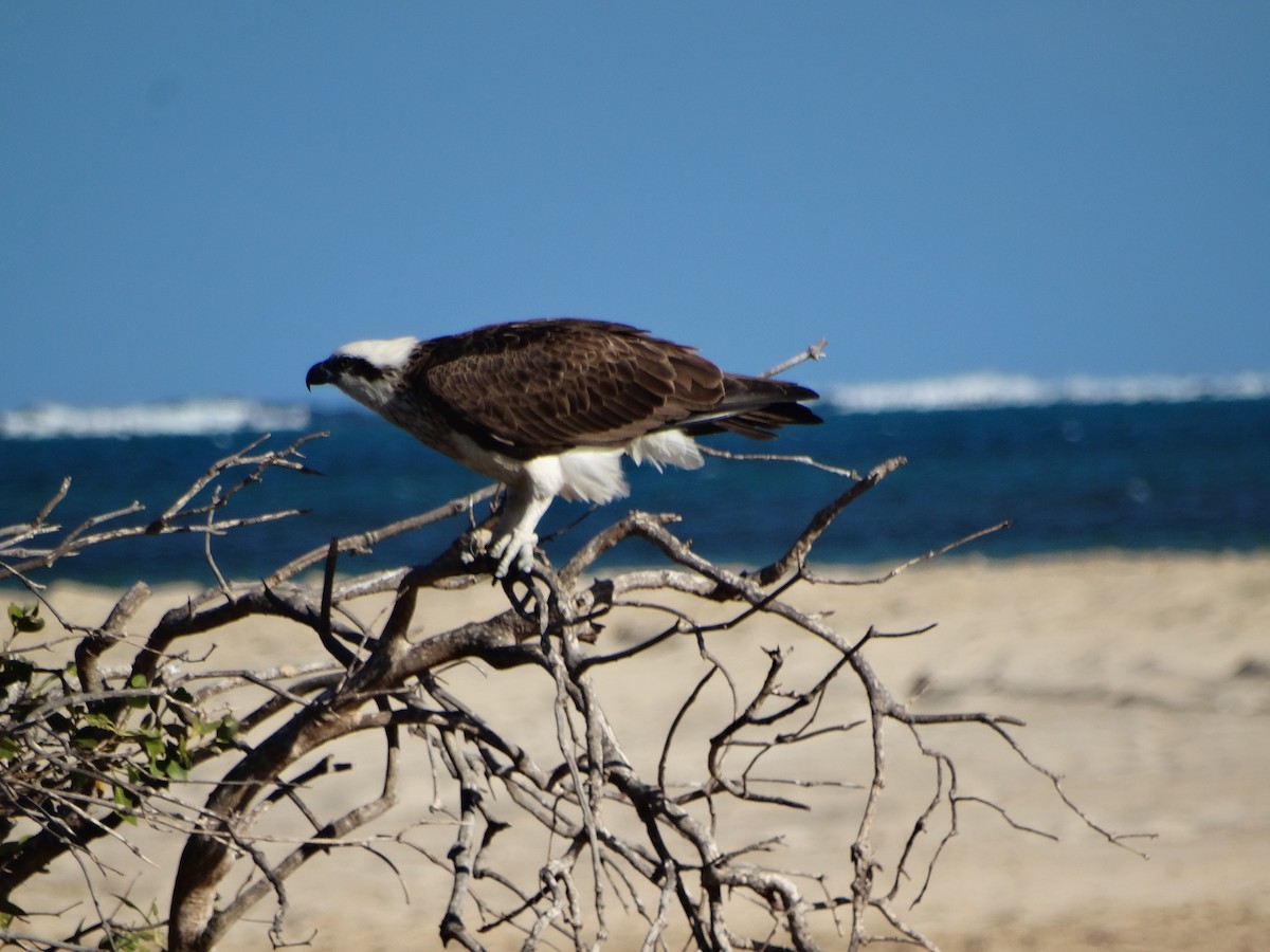 Osprey - ML638683234