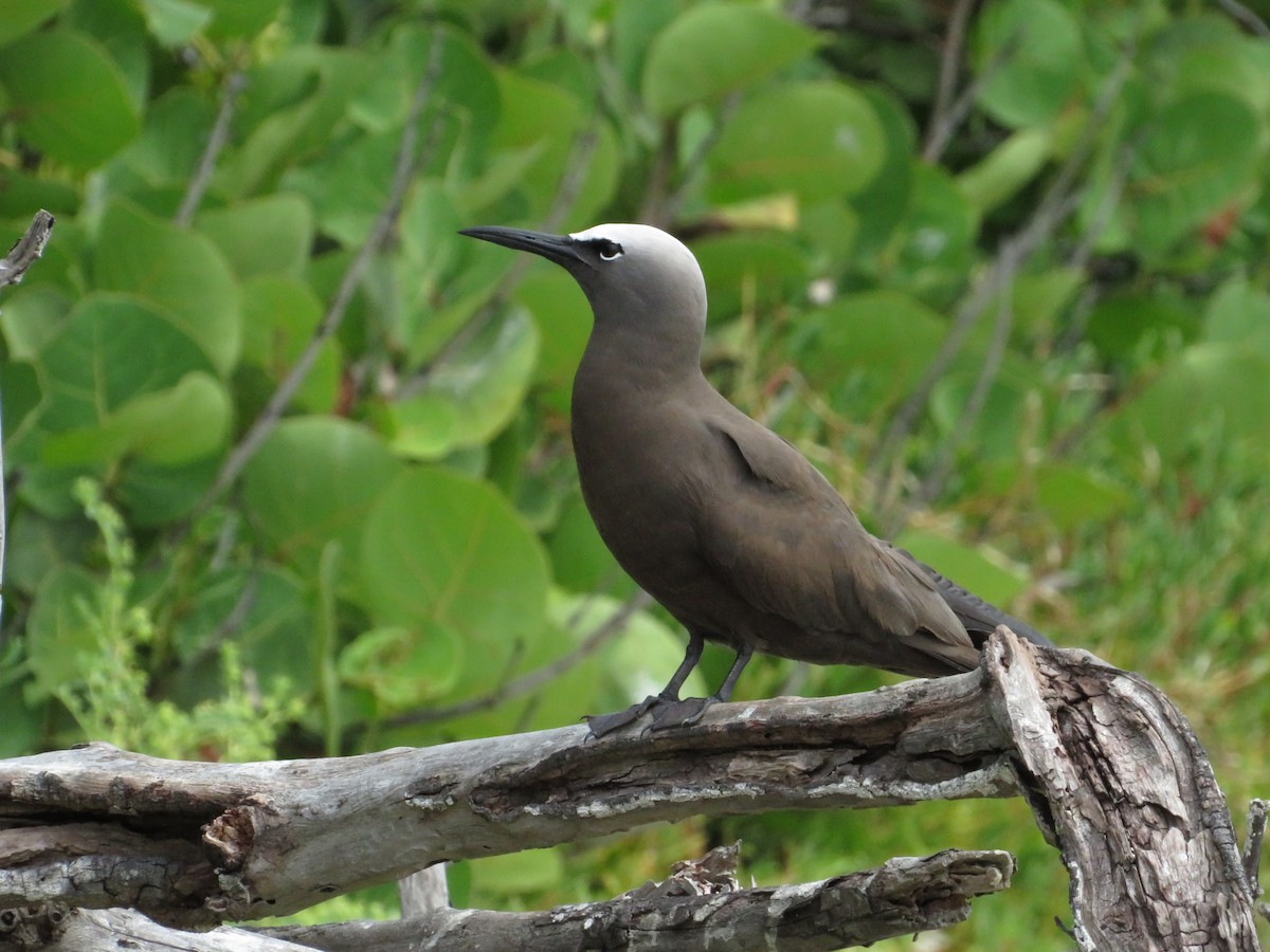 Brown Noddy - ML638683236