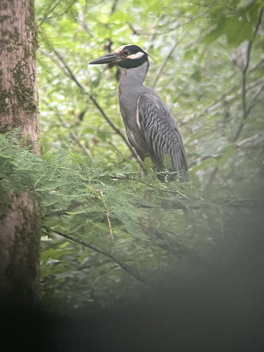 Yellow-crowned Night Heron - ML638683239