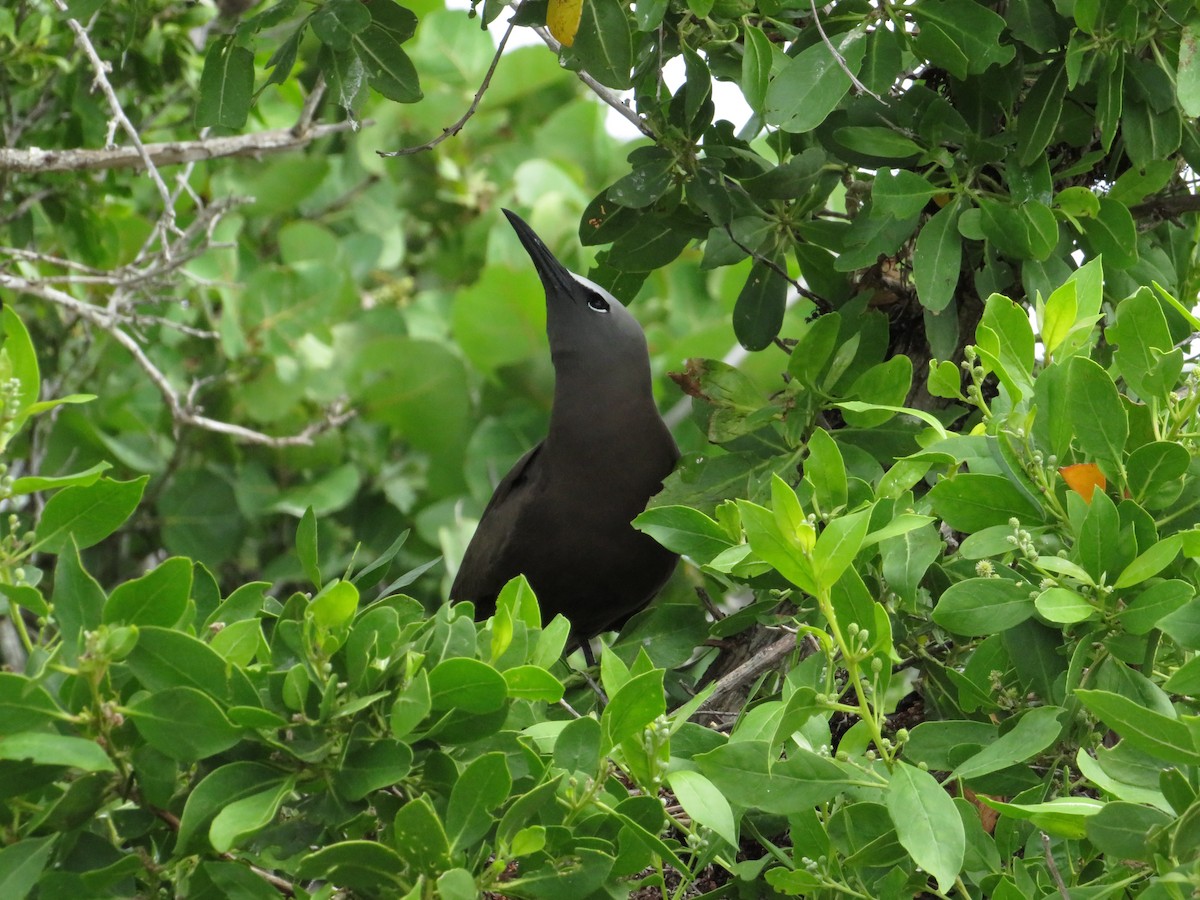 Brown Noddy - ML638683261