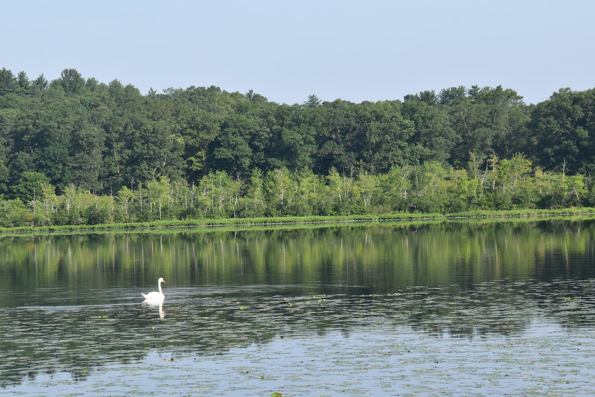 Mute Swan - ML638683277