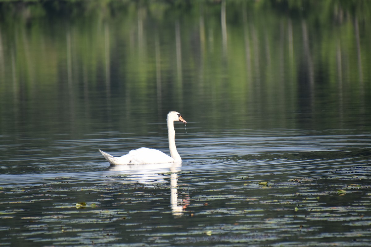 Mute Swan - ML638683278
