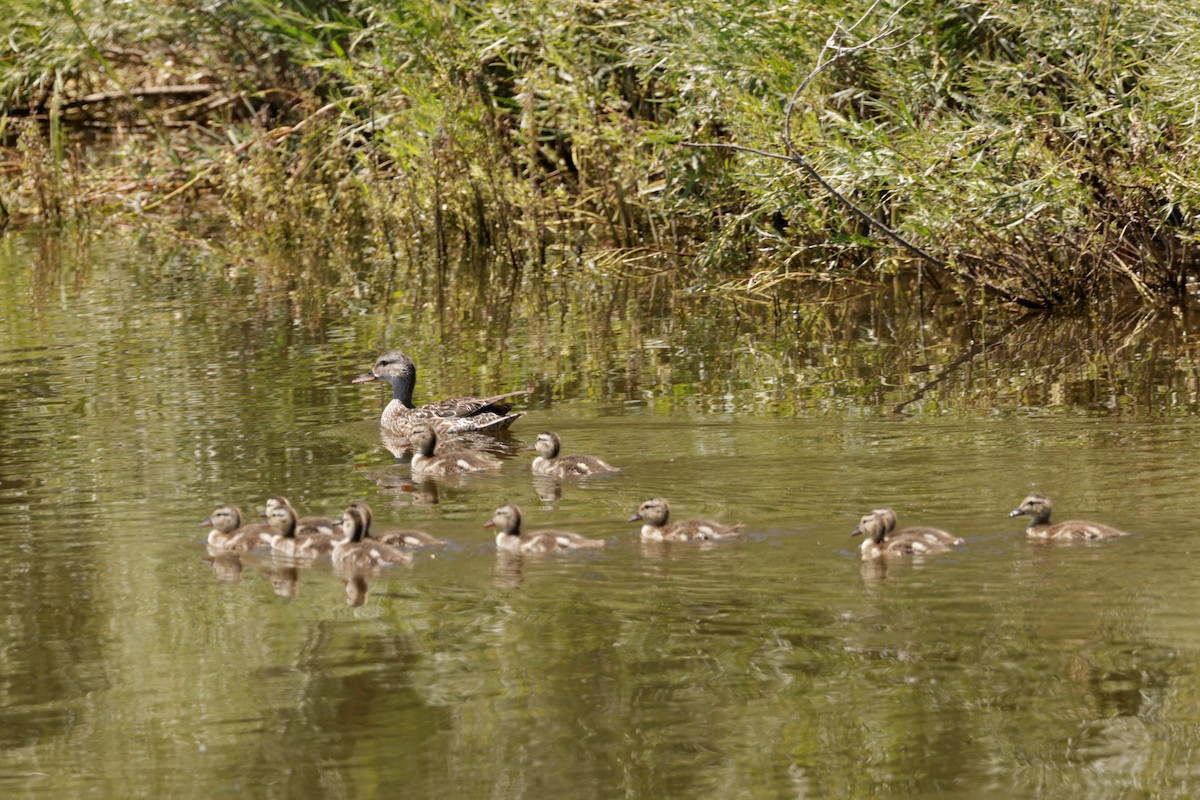 Cinnamon Teal - ML638683281