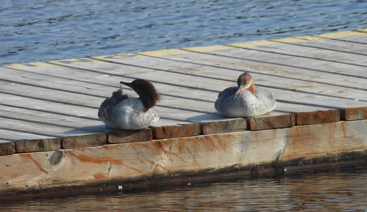 Common Merganser - ML638683283
