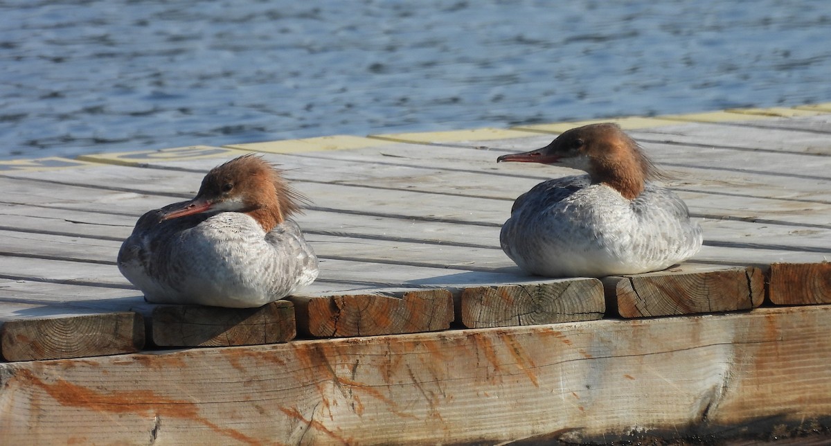 Common Merganser - ML638683284