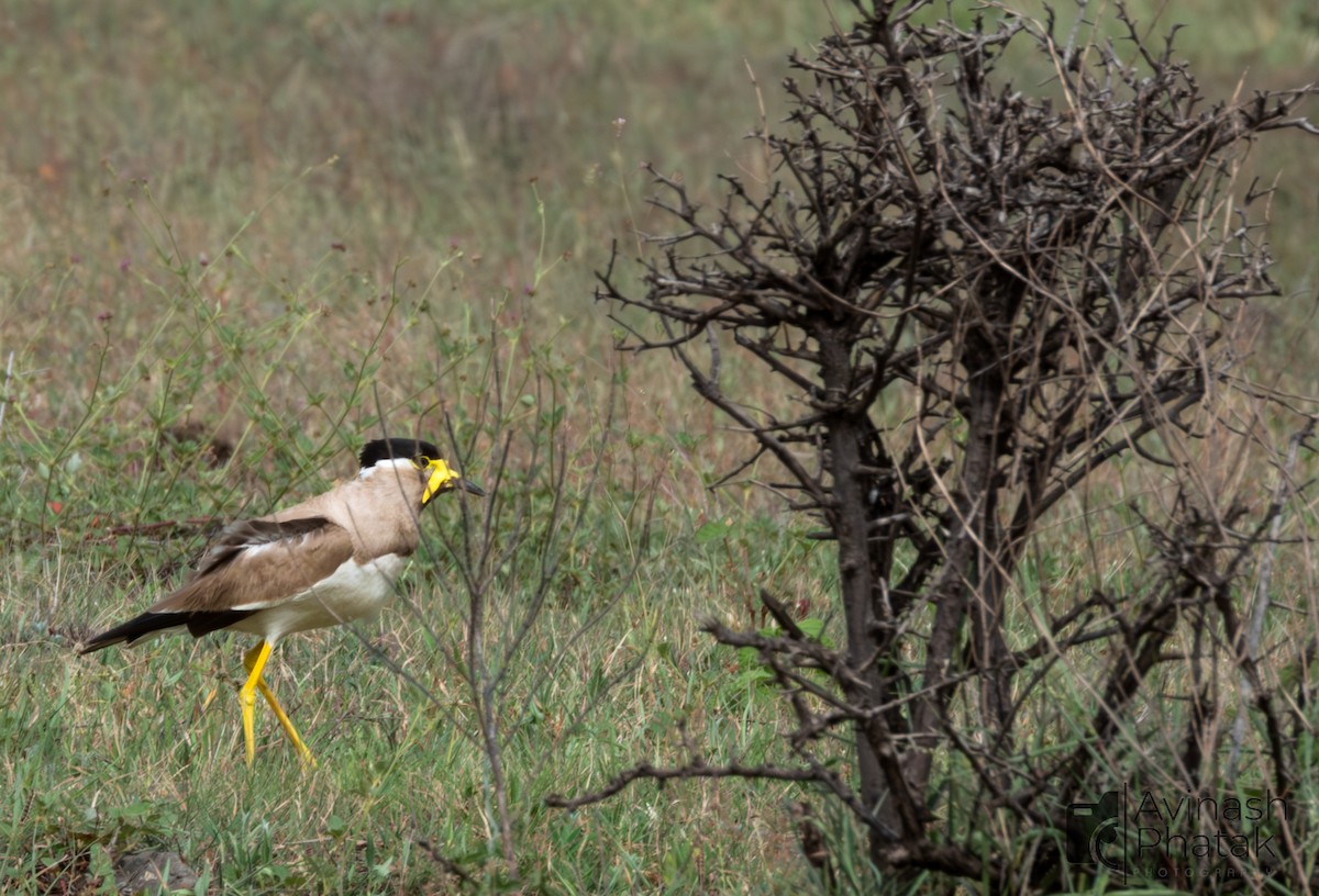 Yellow-wattled Lapwing - ML638683286