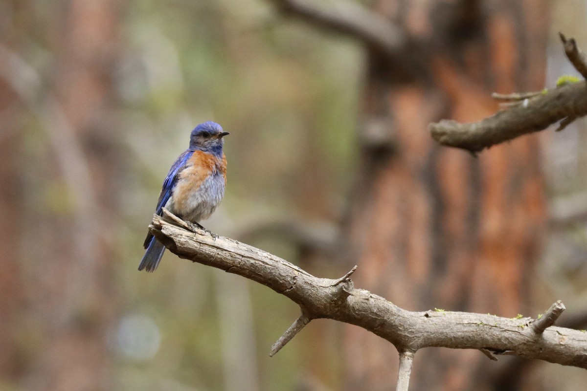 Western Bluebird - ML638683289