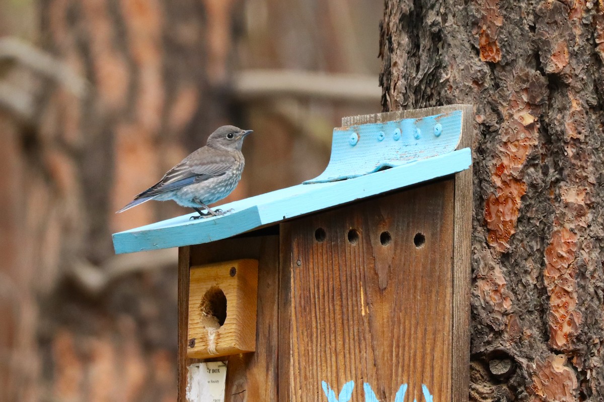 Western Bluebird - ML638683290