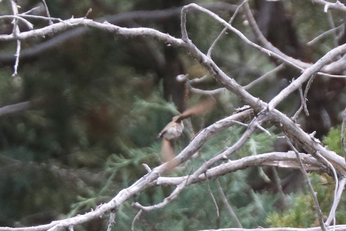 hummingbird sp. - ML638683291