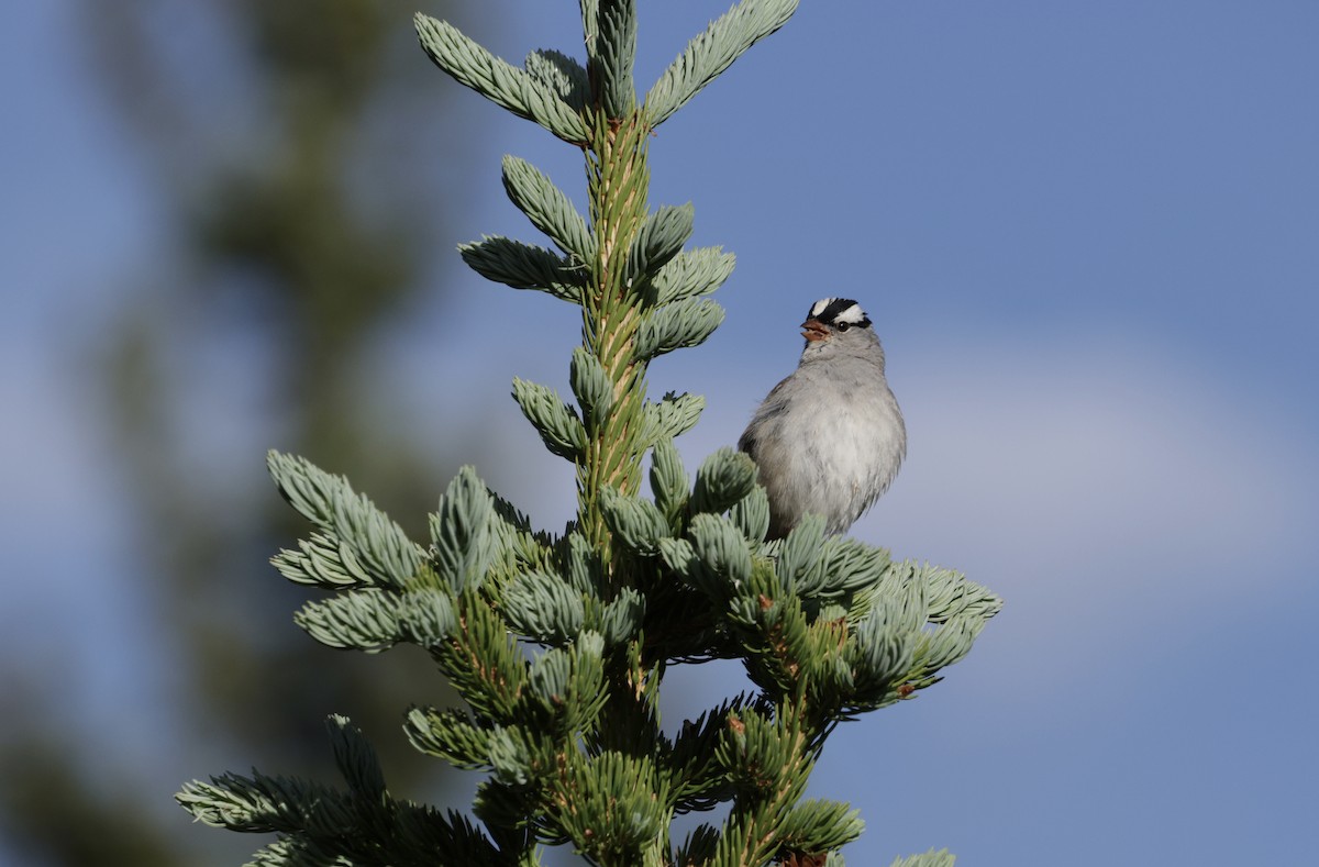 White-crowned Sparrow - ML638683293