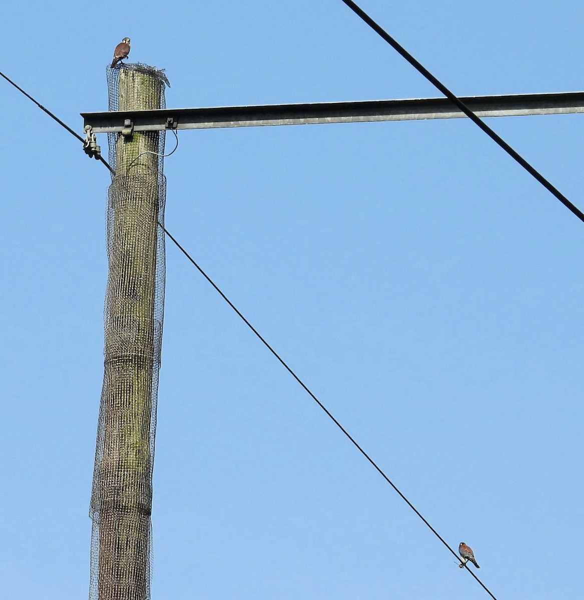 American Kestrel - ML638683296