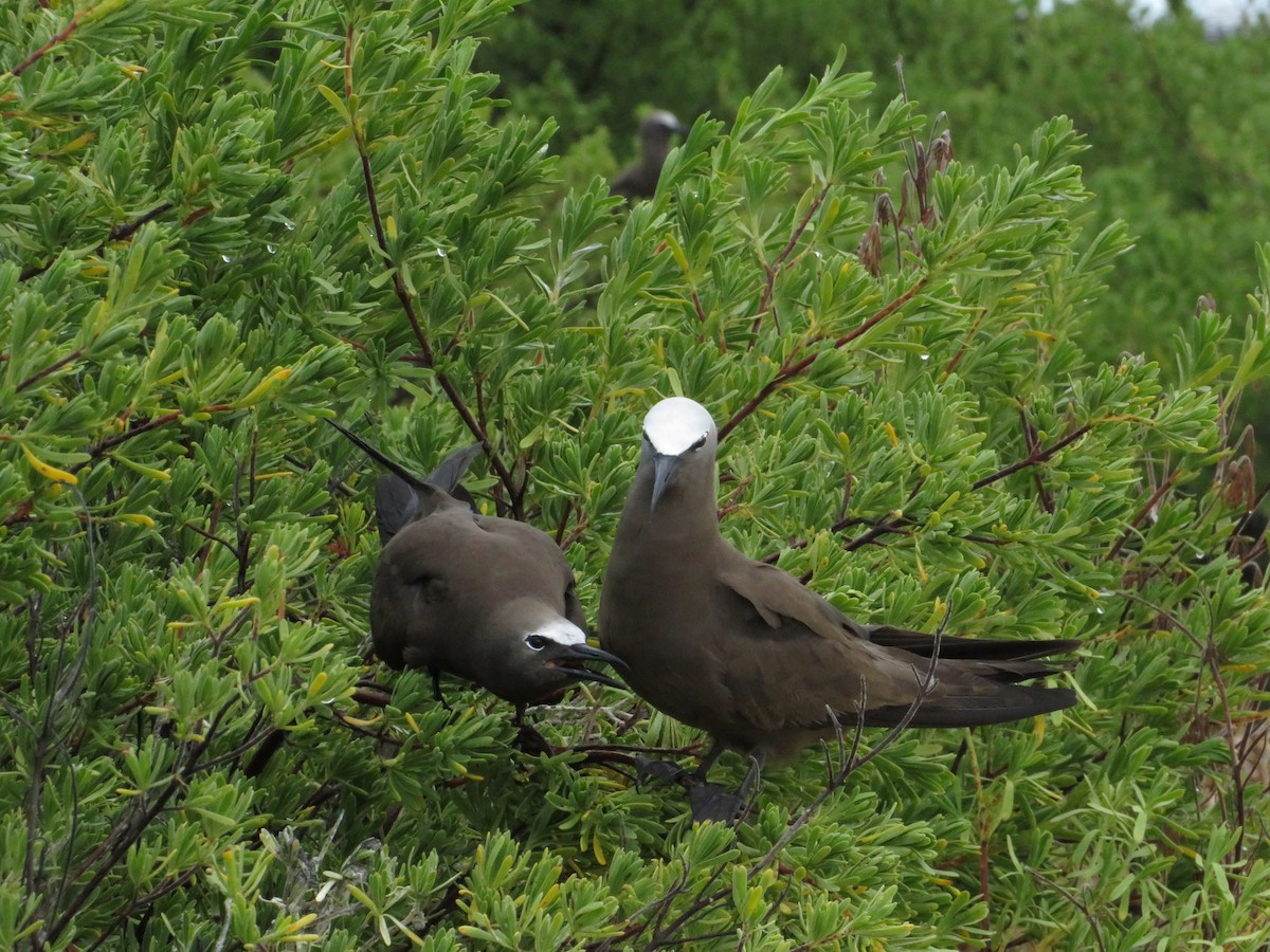 Brown Noddy - ML638683297